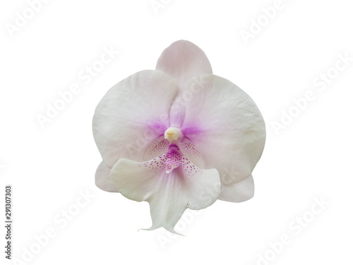 orchid flower plant isolated include clipping path on white background