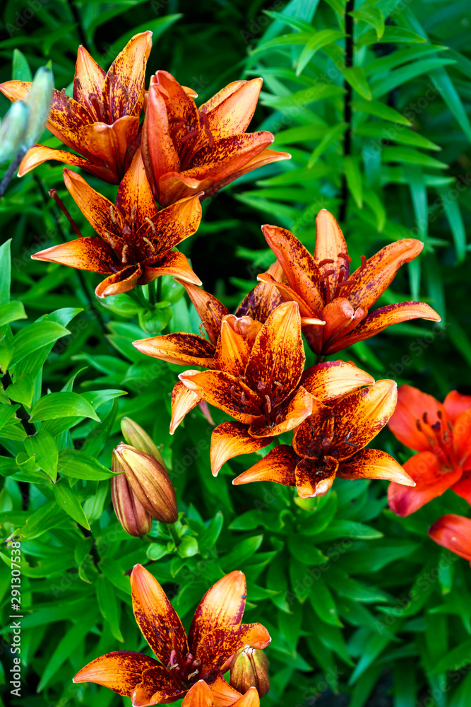 Obraz premium Bush of orange lilies in a summer garden