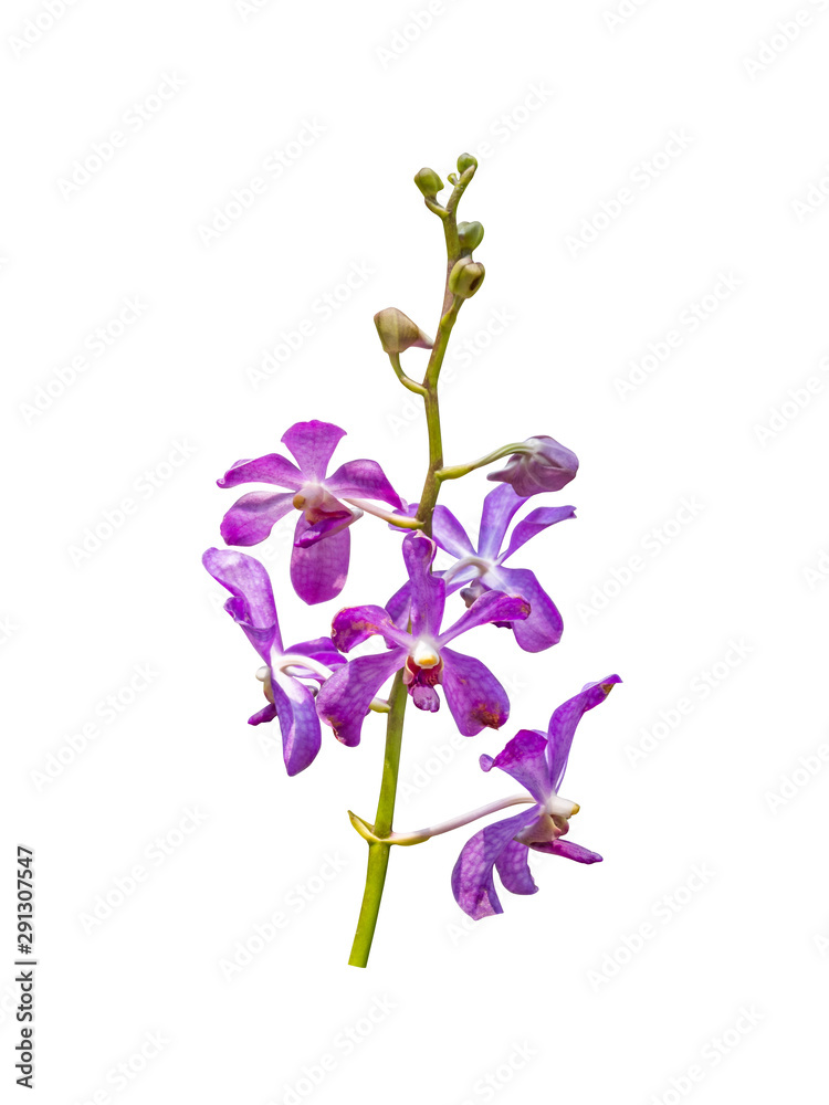 orchid flower plant isolated include clipping path on white background orchid flower plant isolated include clipping path on white background