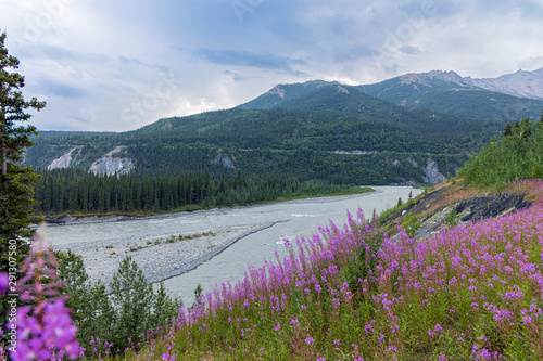 Fireweed on river bank
