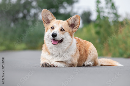 cute happy red Welsh Corgi pembroke dog on a walk