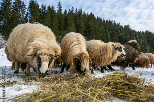 Sheep eating grass cut last summer