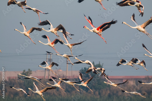 Group of Greater Flamingos flying in sky