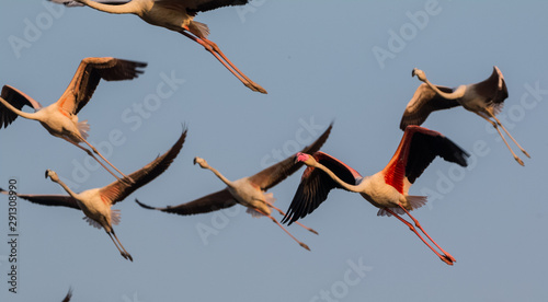 Group of Greater Flamingos flying in sky photo