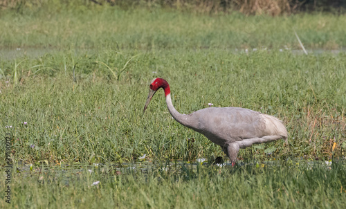 Sarus Crane bird searching food in grass