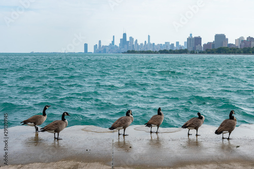 Canada Geese on the Shore of Lake Michigan with the Chicago Skyline in the Background