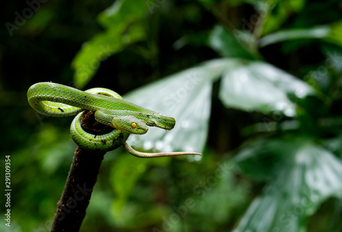 Green pit viper snake stay on top of timber and look at right side on green background with copy space.