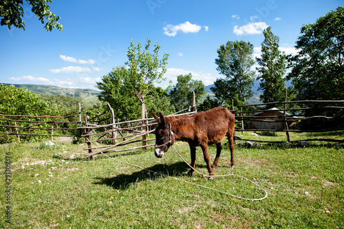  Donkey standing alone in the garden