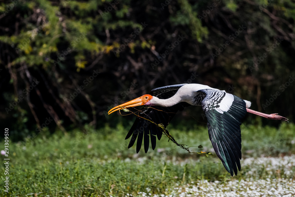 Painted Stork Bird in flight with nesting material Painted Stork Bird in flight with nesting material