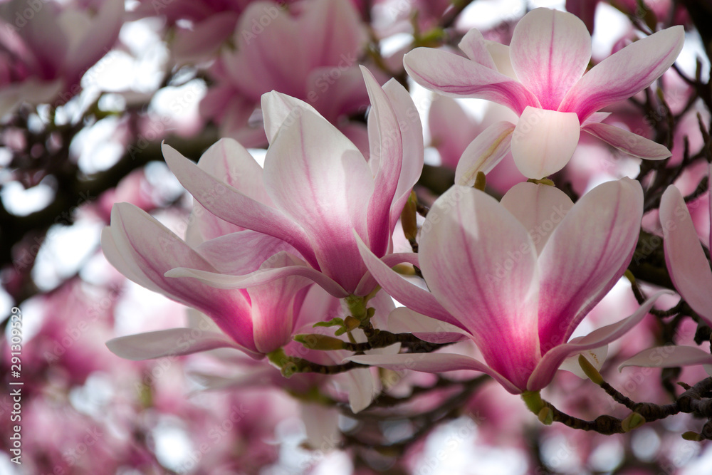 Fototapeta premium magnolia glow