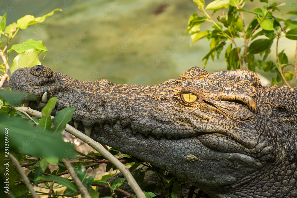 Fototapeta premium Crocodile