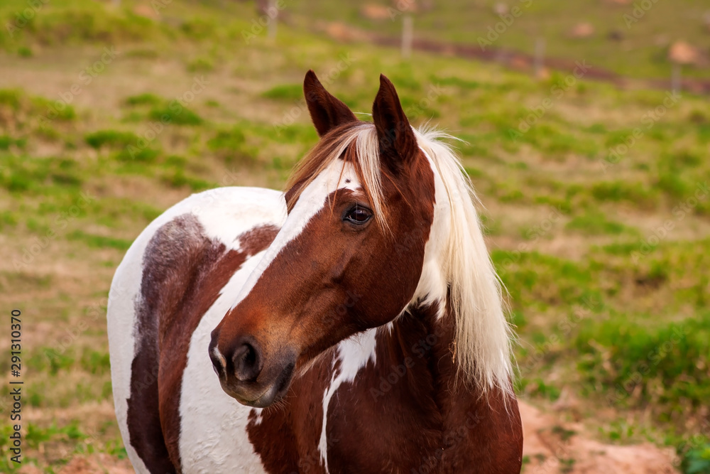 Fototapeta premium Cavalo IMG_0694