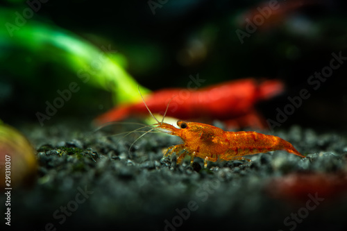 Painted fire red neocaridina shrimp aquarium freshwater pets hobby © Serhii