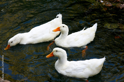 Duck on the lake