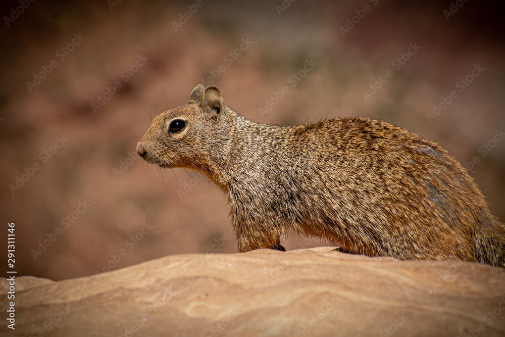 Squirrel, Bryce Canyon Squirrel, Bryce Canyon