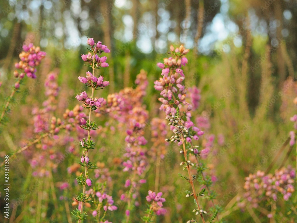 Blumen, Hintergrundbild Blumen, Hintergrundbild