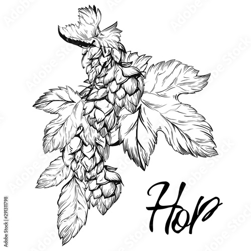 Hop Graphic. Oktoberfest. Green hop cones for making beer. Sketches of hop plant, hop on a branch with leaves in engraving style. illustration for packing.Hand drawn set. Humulus lupulus branch.