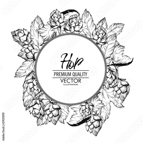 hop banner design.Sketches of hop plant,in engraving style.Oktoberfest. Green cones for making beer.