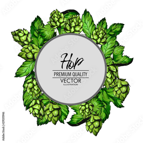 hop banner design.Sketches of hop plant,in engraving style.Oktoberfest. Green cones for making beer.