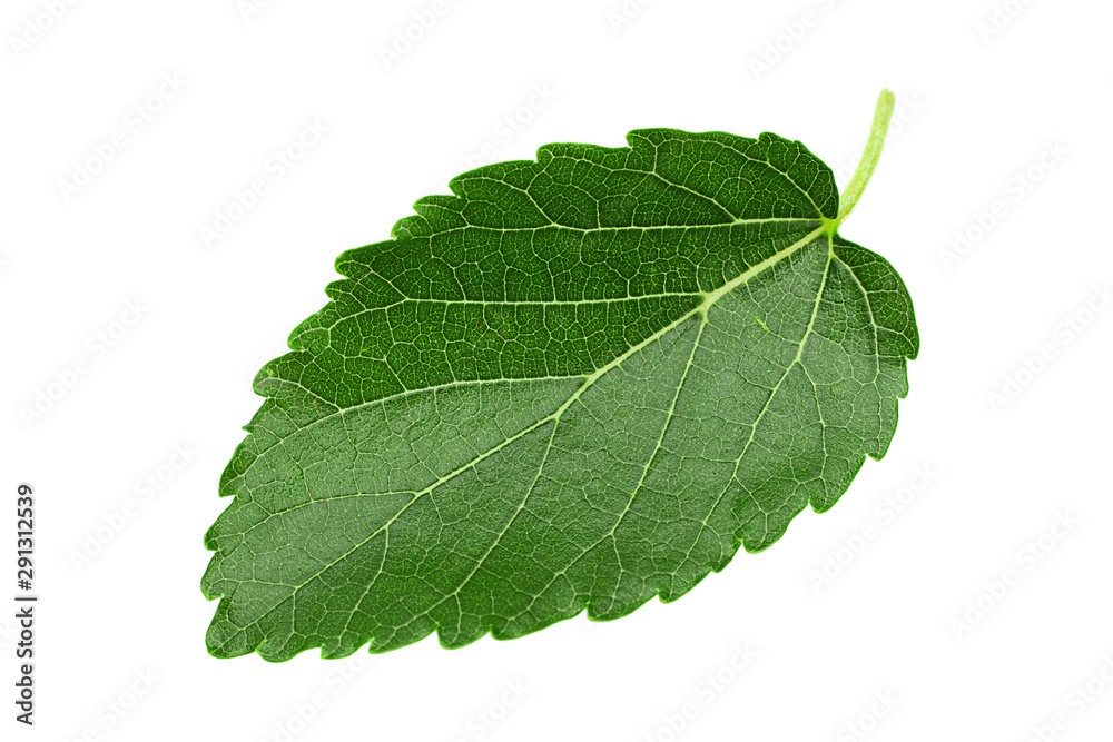 Fototapeta premium Mulberry leaf closeup