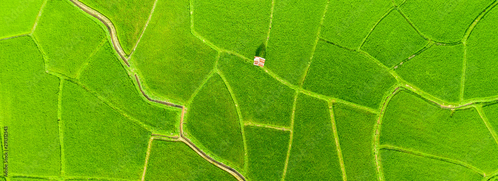 Top aerial view of agriculture in rice fields for cultivation. Natural the texture for background. Banner background. Top aerial view of agriculture in rice fields for cultivation. Natural the texture for background. Banner background.