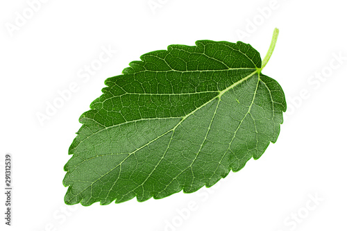 Mulberry leaf closeup