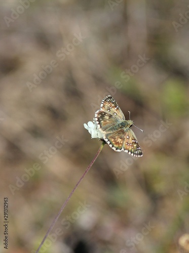 Butterfly Grass skippers (Spialia sp.) on a blade of grass