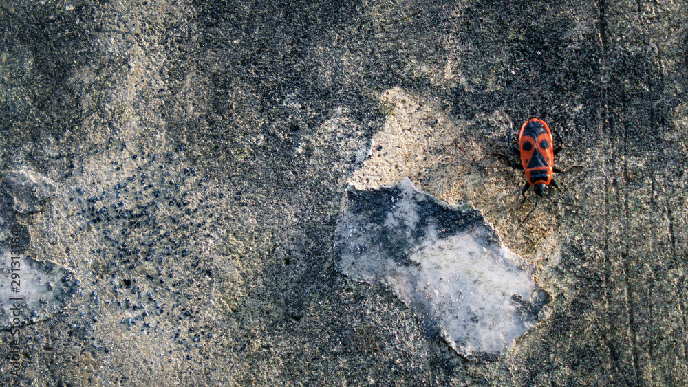 Insect ,looks like an human face on Concrete Texture Insect ,looks like an human face on Concrete Texture