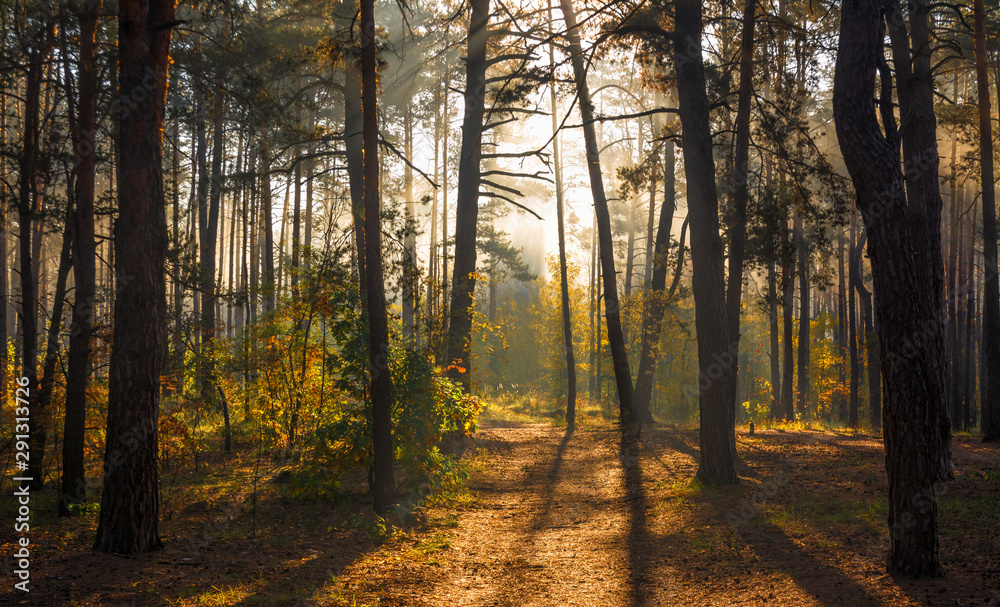 Forest. Beautiful autumn morning. The sun's rays play in the branches of trees. Forest. Beautiful autumn morning. The sun's rays play in the branches of trees.