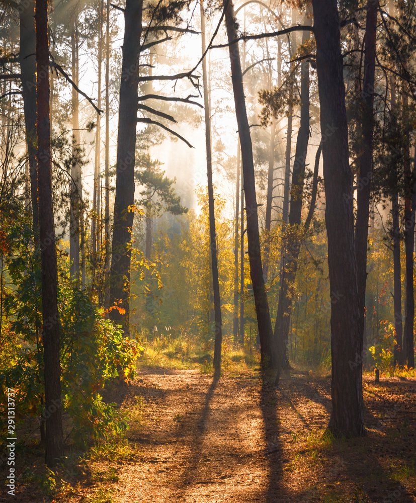 Forest. Beautiful autumn morning. The sun's rays play in the branches of trees.