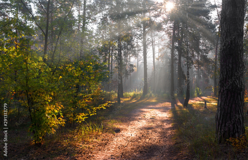 Obraz premium Forest. Beautiful autumn morning. The sun's rays play in the branches of trees.