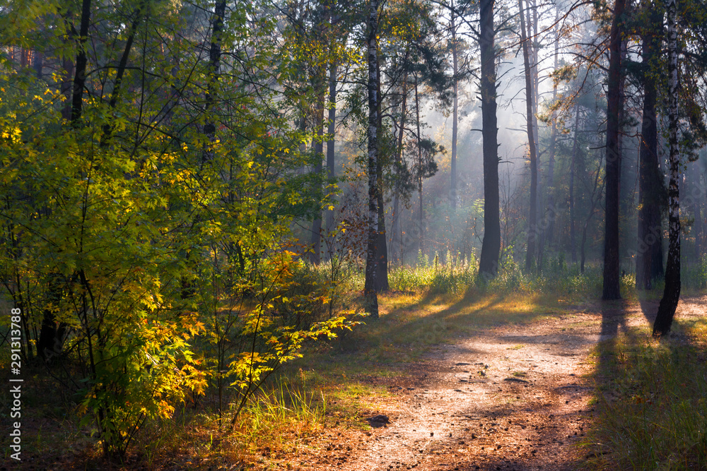 Forest. Beautiful autumn morning. The sun's rays play in the branches of trees.