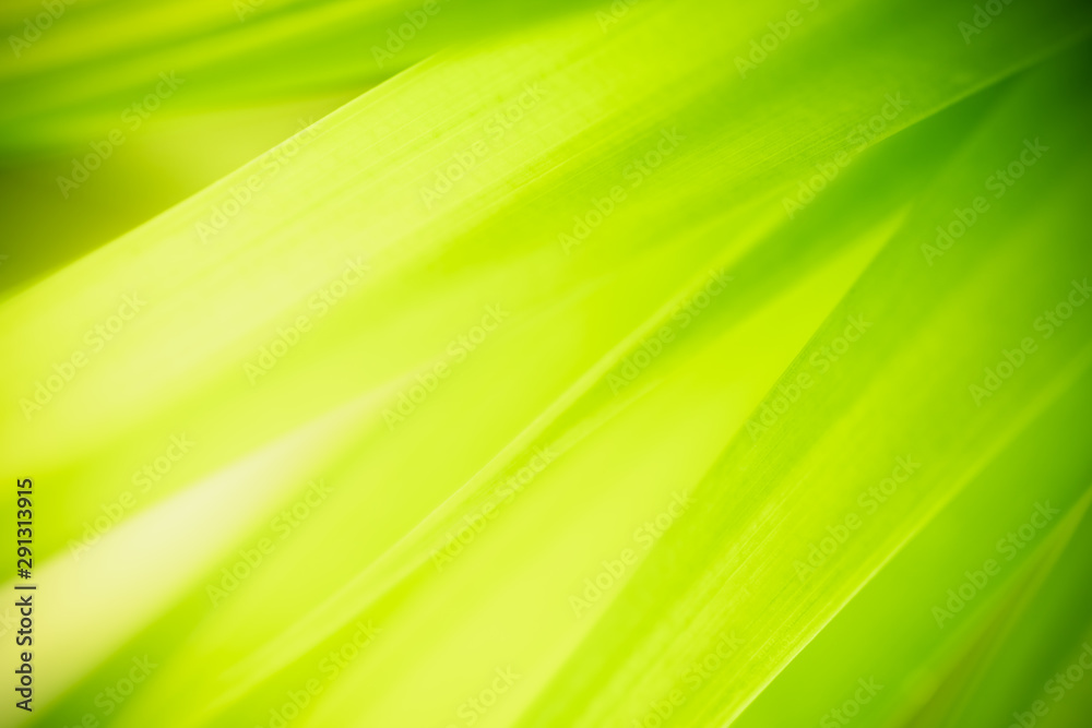 Obraz premium Nature of green leaf in garden at summer. Natural green leaves plants using as spring background cover page greenery environment ecology wallpaper