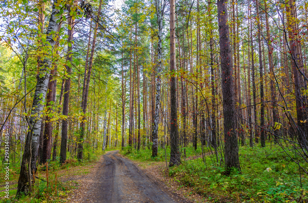 The road in the forest.Forest path going among the pines and firs.