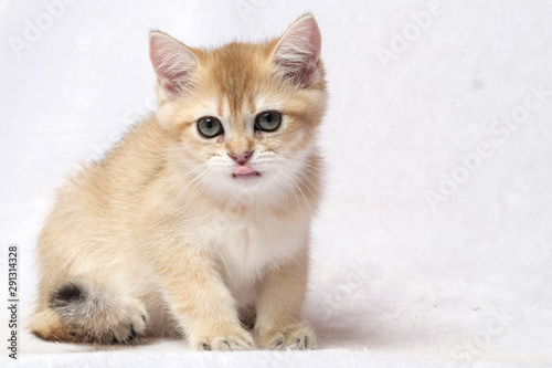 The British Shorthair Cat in room