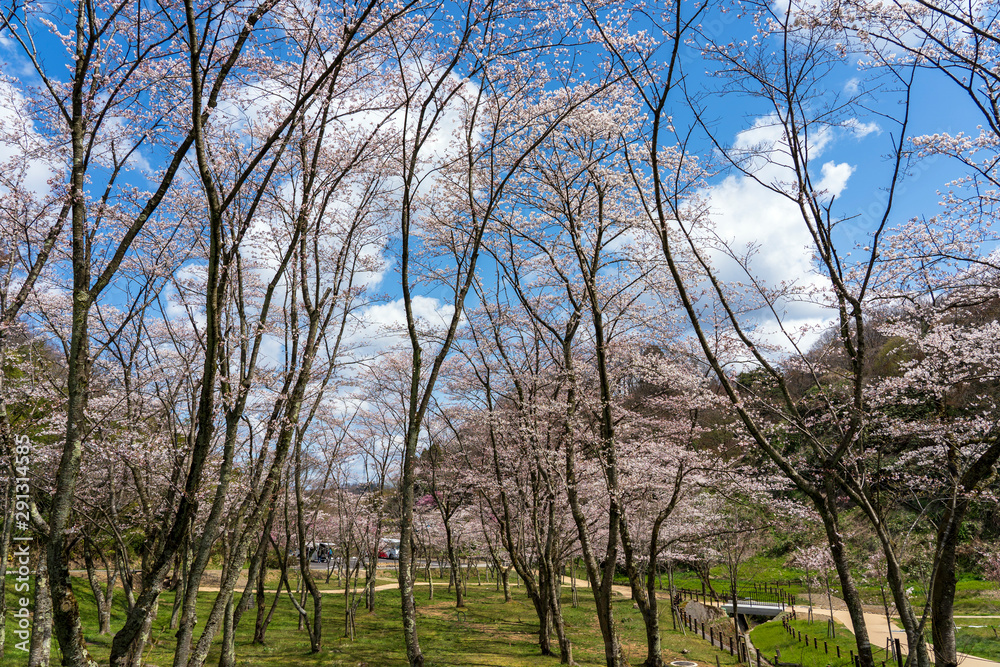 春うららお花見イメージ　卯辰山公園四百年の森
