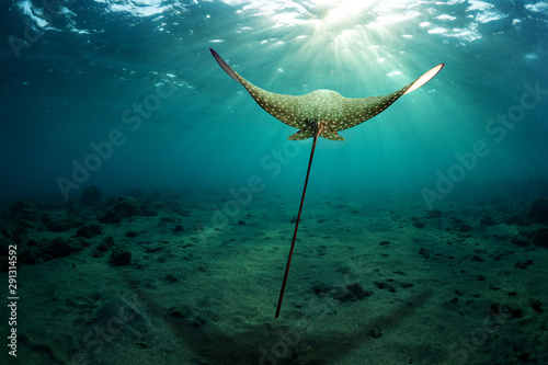 Eagle ray hovers over the sea bottom