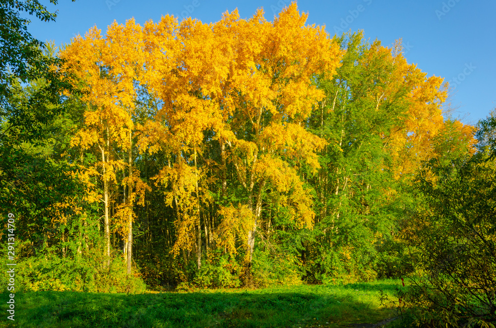 Autumn forest of trees with yellow leaves.