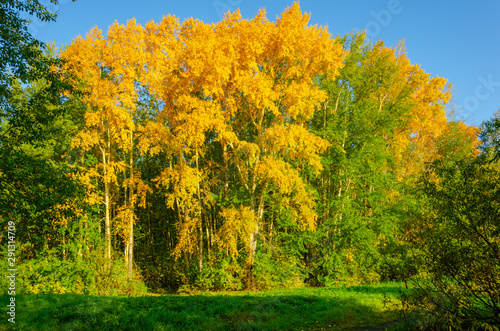 Fototapeta Naklejka Na Ścianę i Meble -  Autumn forest of trees with yellow leaves.