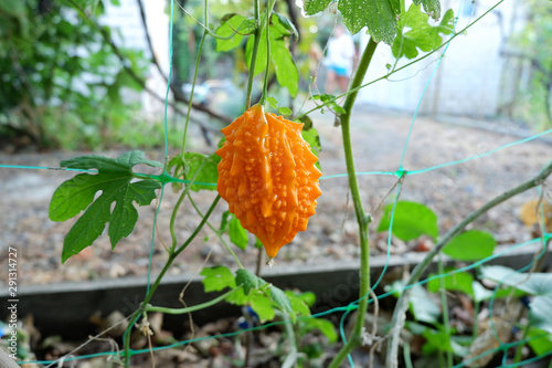 Momordica on a bush close-up photo