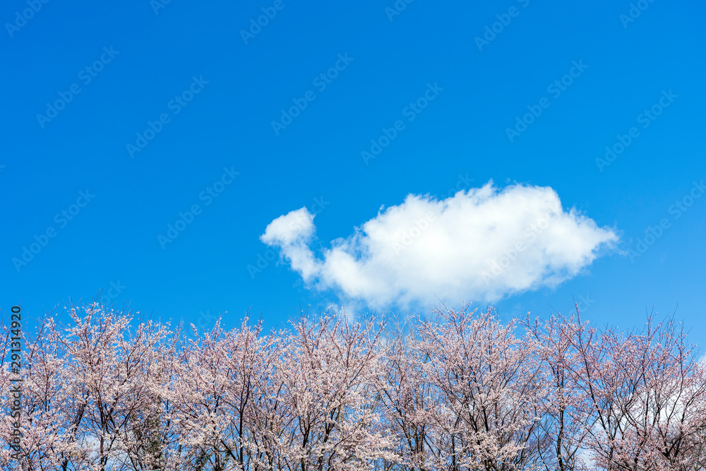 満開の桜と雲 奥卯辰山健民公園 満開の桜と雲 奥卯辰山健民公園