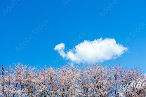 満開の桜と雲 奥卯辰山健民公園