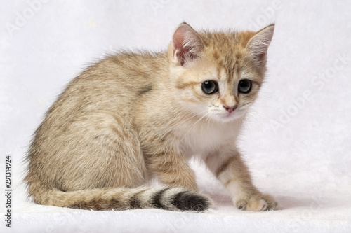 Fototapeta Naklejka Na Ścianę i Meble -  The British Shorthair Cat in room