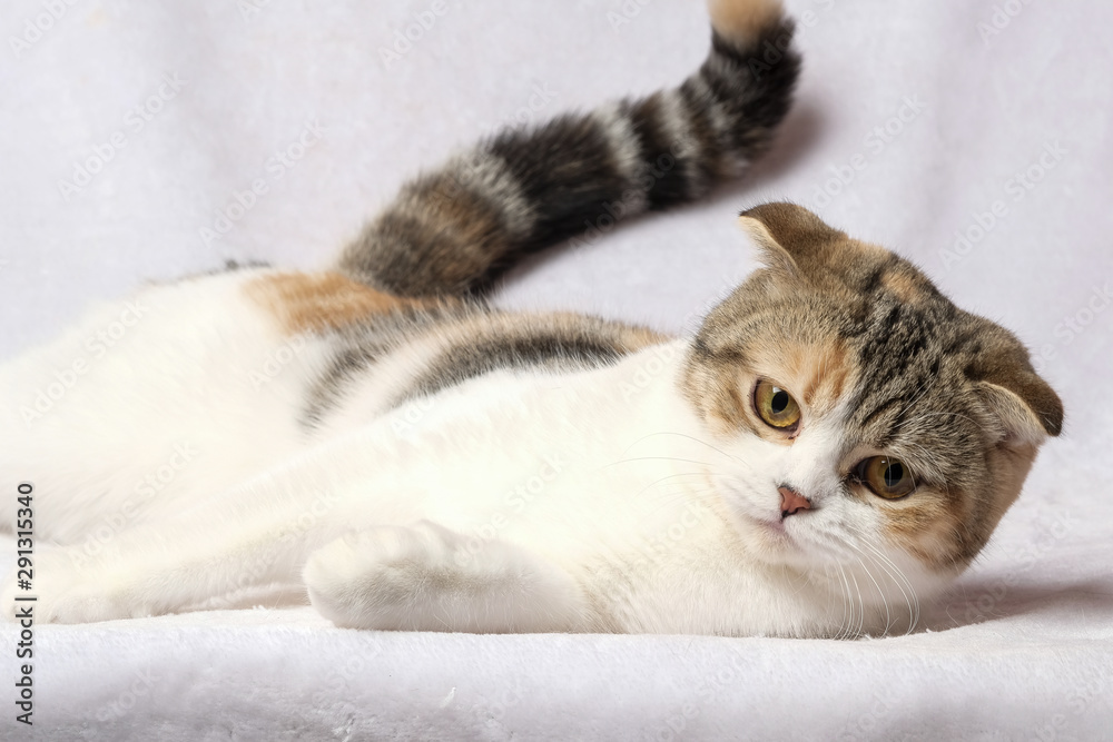 The British Shorthair Cat in room The British Shorthair Cat in room