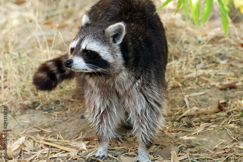 Fototapeta premium raton laveur