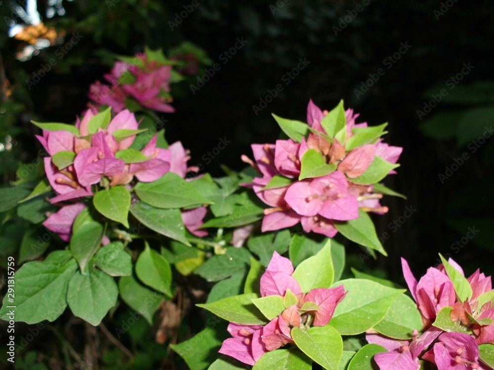 Obraz premium Flores con flash