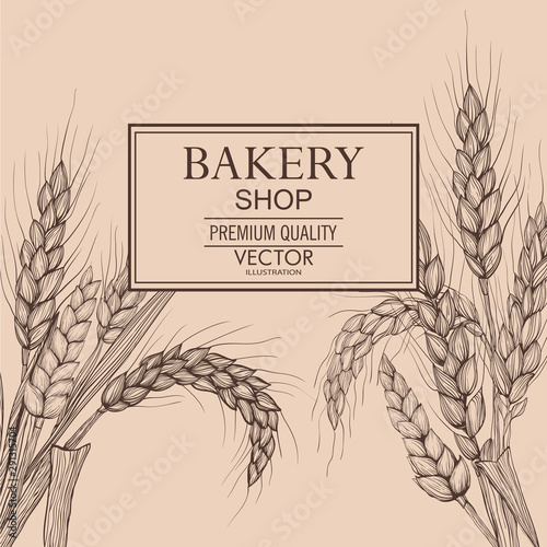 Vector hand drawn wheat ears. Farm field illustration. For packing.Bunch of grain barley.Banner design. Barley illustration in vintage style.Wheat grain,granule, kernel,corn,rye,barley,oats,pic.