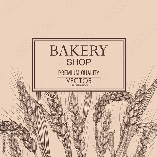 Vector hand drawn wheat ears. Farm field illustration. For packing.Bunch of grain barley.Banner design. Barley illustration in vintage style.Wheat grain,granule, kernel,corn,rye,barley,oats,pic.
