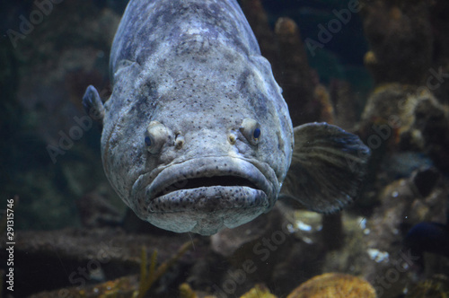 Large gray fish in the tank