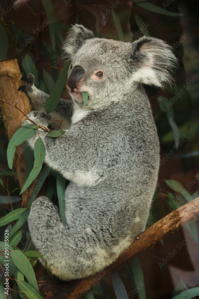 Naklejka premium Queensland koala (Phascolarctos cinereus adustus).